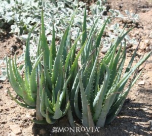blue-elf-aloe-vera-monrovia-plants