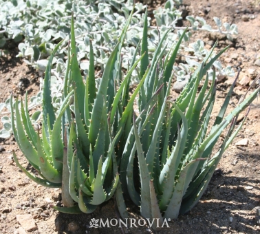 blue-elf-aloe-vera-monrovia-plants