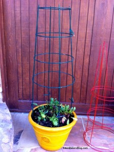 green-metal-tomato-support-trellis-in-larg-container-edenmakersblog