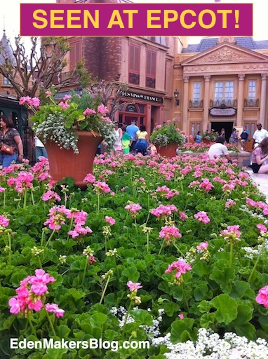 Pink geranium planter bed with terracotta planter filled with cascading annuals
