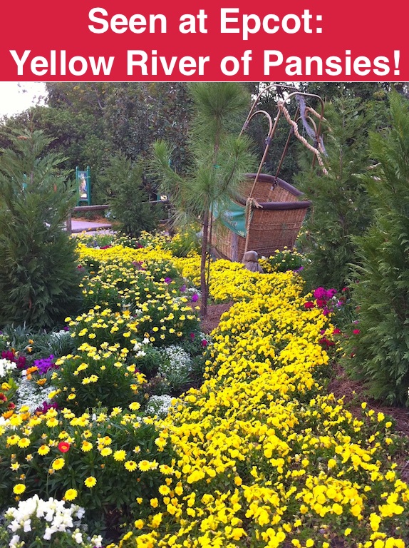 yellow-river effect with pansy-flowers-epcot