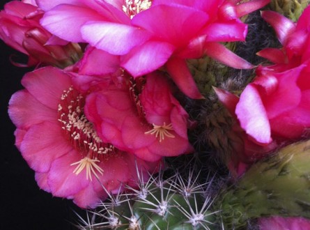 Torch cactus pink flower among a heavy thorn plant