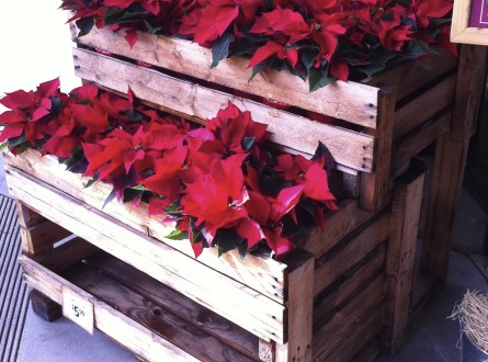 Poinsettia Plants for Christmas and Holidays. Do you know how to pronounce Poinsettia correctly?