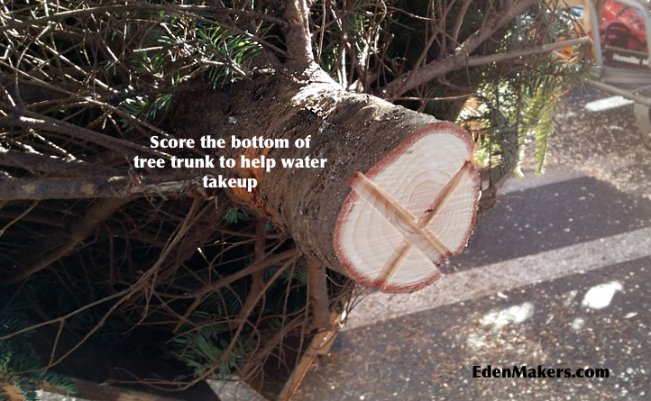 Score-bottom-of-christmas-tree-trunk for-water-takeup-edenmakersblog