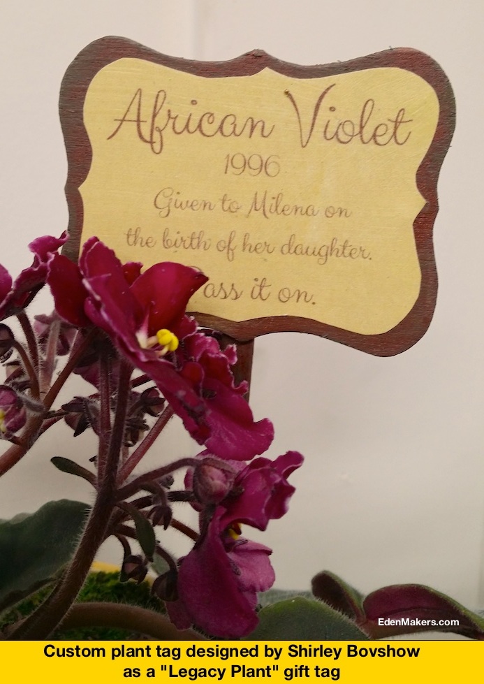 African-Violet-Plant-Tag-Legacy Plant-by-Shirley-Bovshow