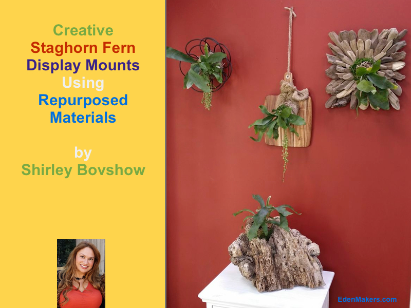 Creative-staghorn-fern-wall-display-shirley-bovshow