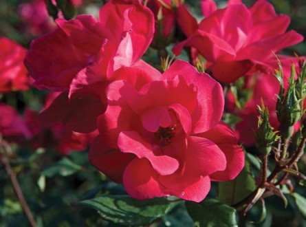 Closeup of red knock out rose
