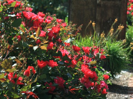 Red-knock-out-rose-hedge