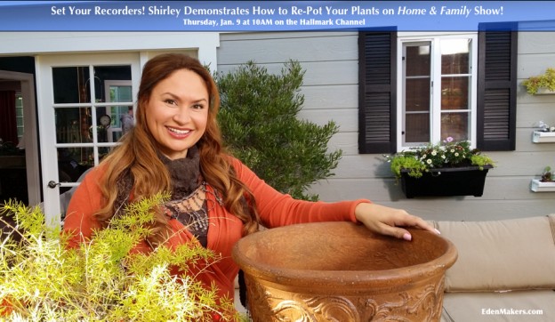 Shirley-Bovshow-how-to-repot-your-plants-home-and-family