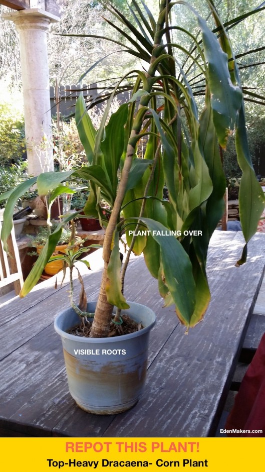 Top-heavy-dracanea-corn plant-needs-to-be-repotted
