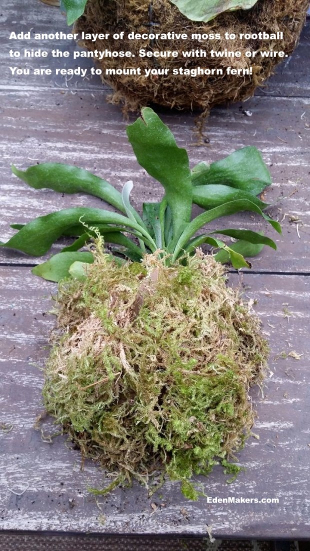 moss-wrapped-rootball-staghorn-fern-edenmakers
