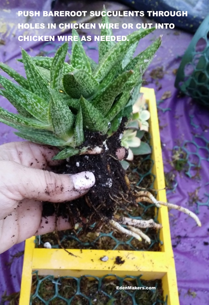  Haworthia-succulent-plantlet-with-roots-exposed-no-soil-plant-in-moss-edenmakers