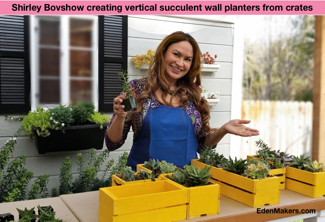 shirley-bovshow-creating-vertical-succulent-wall-planters-wood-crates-home-and-family