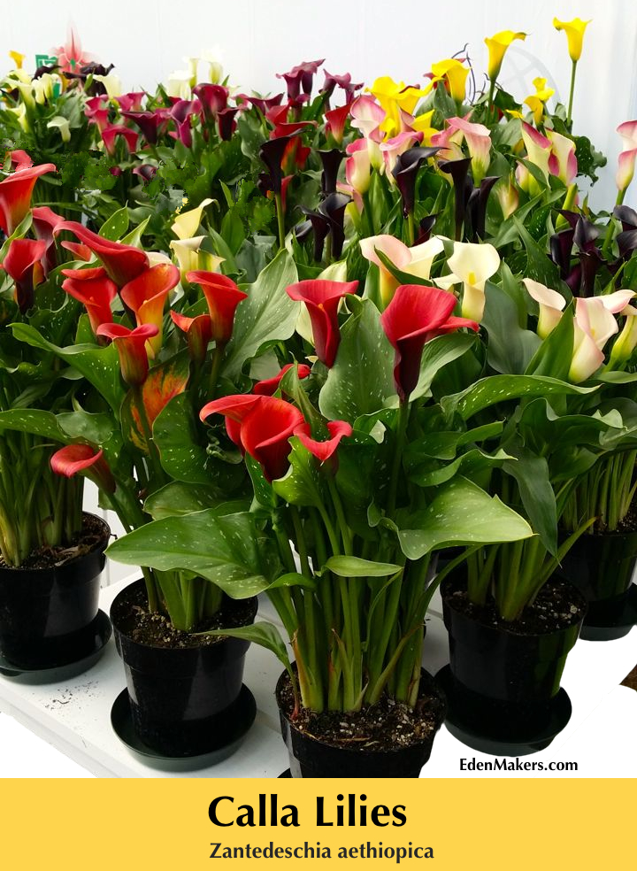 Calla-lily-plants-and-flowers-in-red-pink-white-can-be-poisonous-garden-expert-shirley-bovshow