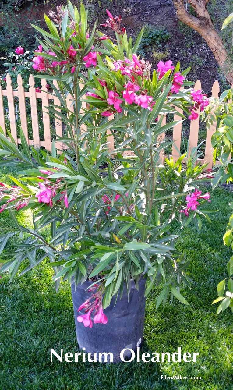 Nerium-Oleander-Poisonous-Plant-EdenMakers-Blog