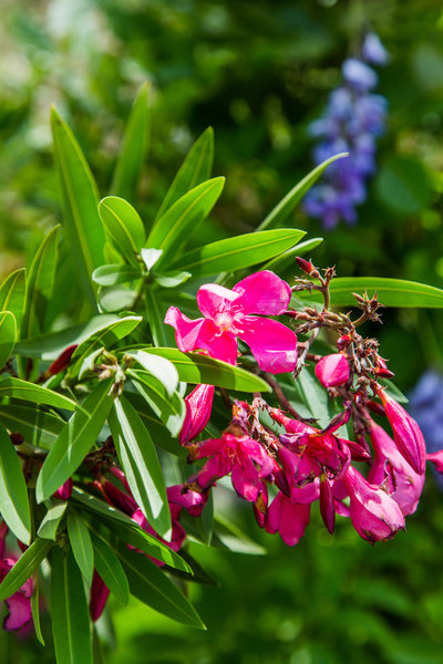 close-up-pink-oleander-flower-poisonous-plants-on-home-and-family-show-hallmark-channel-shirley-bovshow-garden-expert