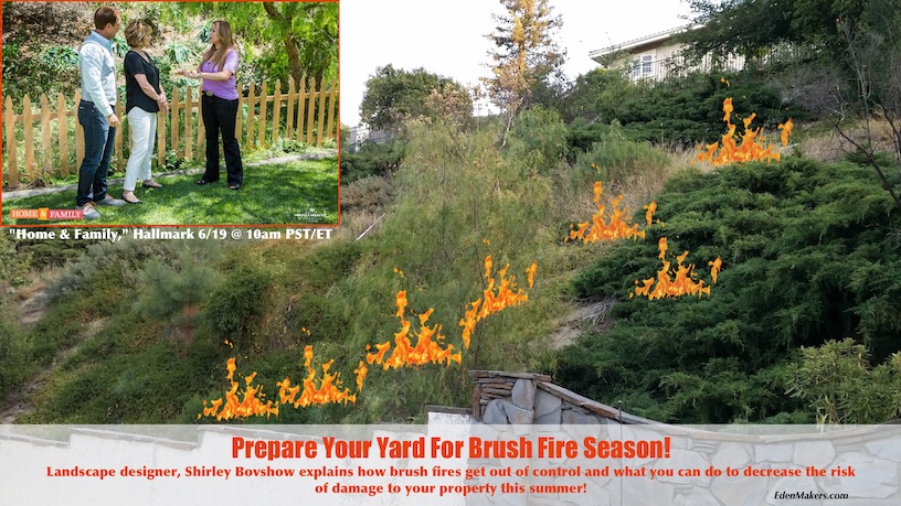 shirley-bovshow-landscape-design-expert-explains-how-to-prepare-for-brushfire-hillsides-home-and-family-edenmakers.com