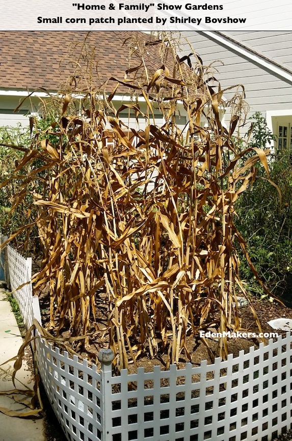 Dry-Corn-Plants-Stalks-Home-and-Family-Show-Gardens-Shirley-Bovshow-EdenMaker