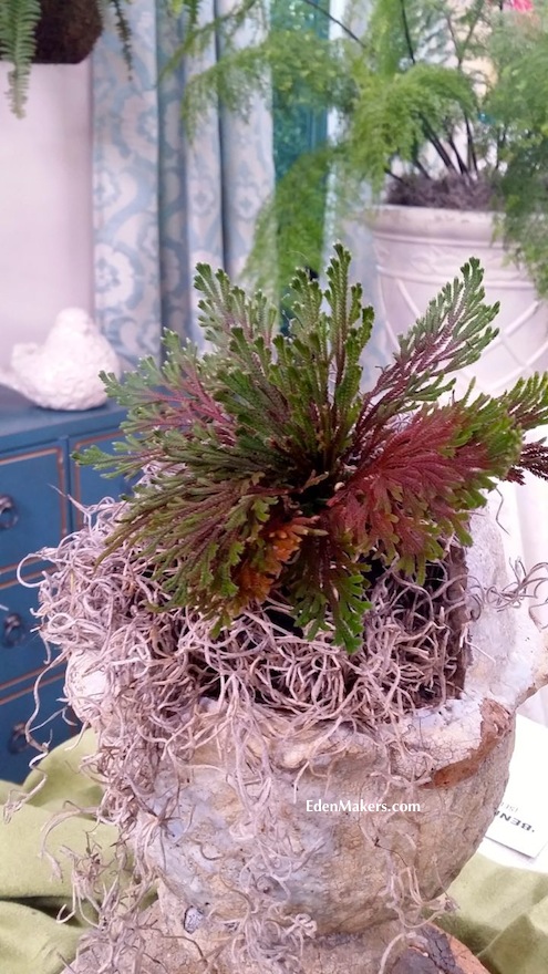 beni-kujaku-selaginella-red-peacock-fern-display-plant-delight-shirley-bovshow-designer-home-and-family-show
