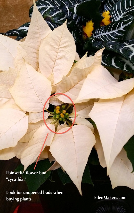 poinsettia-flower-cluster-cycathia-edenmakers-blog