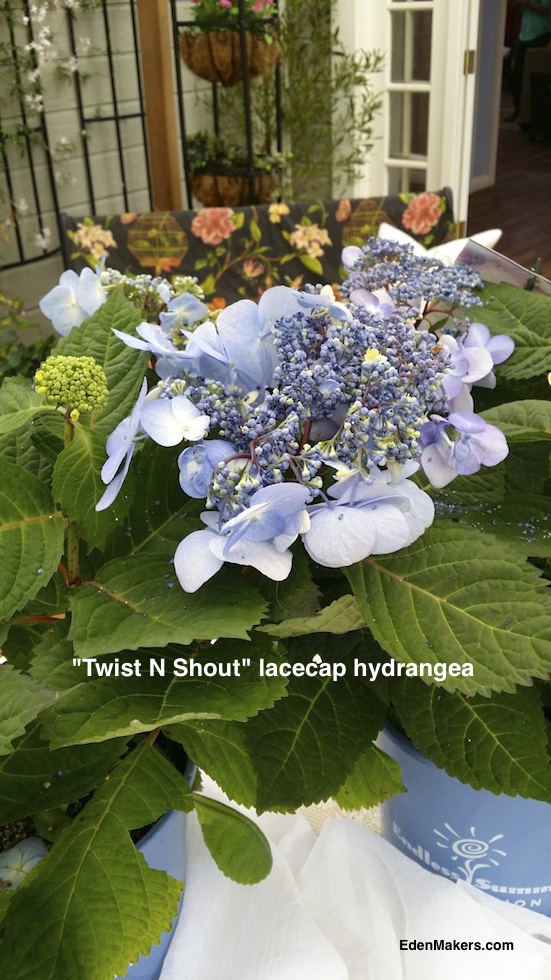 lacecap-hydrangea-reblooming-twist-and-shout-endless-summer-edenmakers-blog