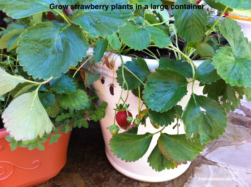 strawberry-plants-in-large-container-edenmakers-blog