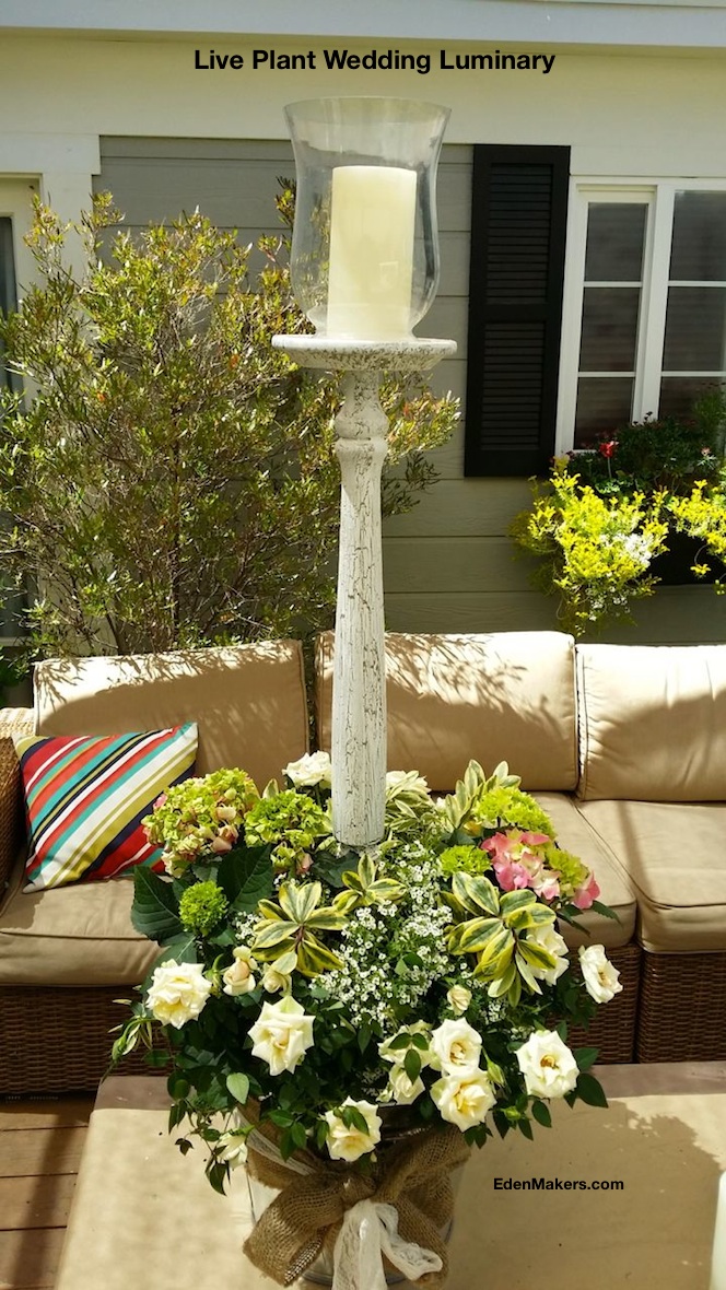 live-plant-wedding-luminary-rustic-chic-white-candelabra-hydrangea-roses-edenmakers-blog