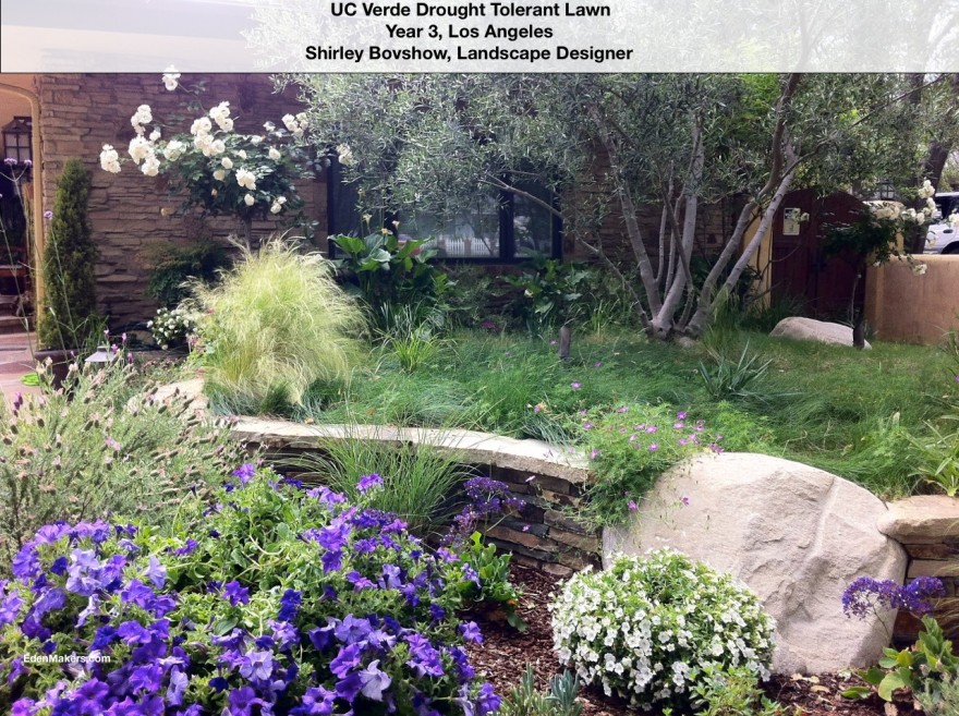green-uc-verde-lawn-in-los-angeles-year-3-lavender-petunias-edenmakers-blog