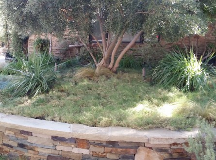 uc-verde-drought-tolerant-lawn-6th-year-shirley-bovshow-landscape-designer-los-angeles-edenmakers-blog