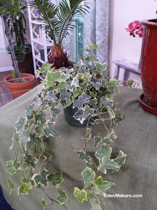 variegated-ivy-hedera-helix-is-poisonous-plant-edenmakersblog.com_.jpg