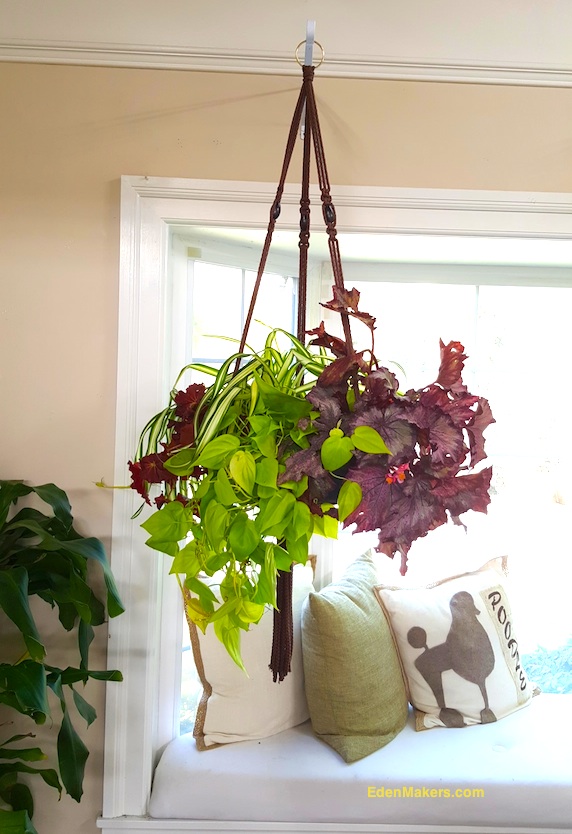closeup-hanging-instant-indoor-planter-with-mixed-plants-shirley-bovshow-edenmakerblog