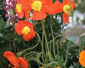 Orange poppies, daisies growing in a California wildflower garden designed by Shirley Bovshow of EdenMakers