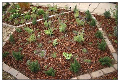 edged herb garden bed