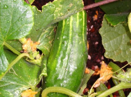 Cucumber growing on the vine from Shirley Bovshow's garden