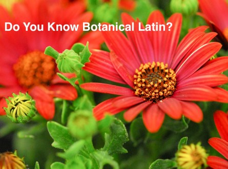 Do you know botanical latin