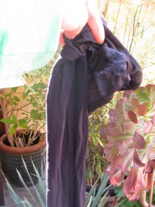 panty hose for the garden