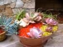 Succulent container garden from cuttings and recycled materials.