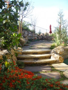 Parrot's beak lotus plant near pool deck area by shirley bovshow