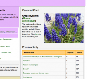 Muscari plant information