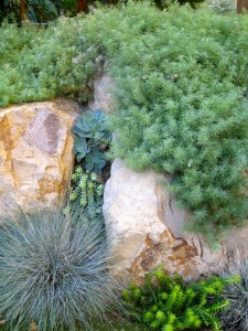 parrots beak plants, sedum Angelina and festuca glauca combination plants with varying texture create a dynamic garden