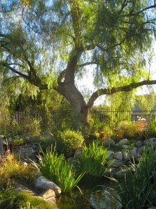 California pepper tree backlit by the sun near a pond with irises and ornamental grasses by Shirley Bovshow