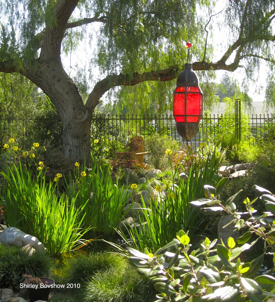 California pepper tree with red lantern at Shirley Bovshow home