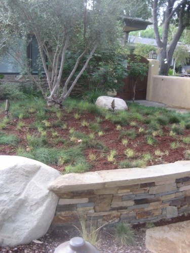 UC Verde after mulching