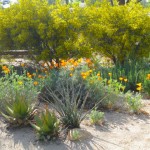 native low water plant front-garden with orange california poppies