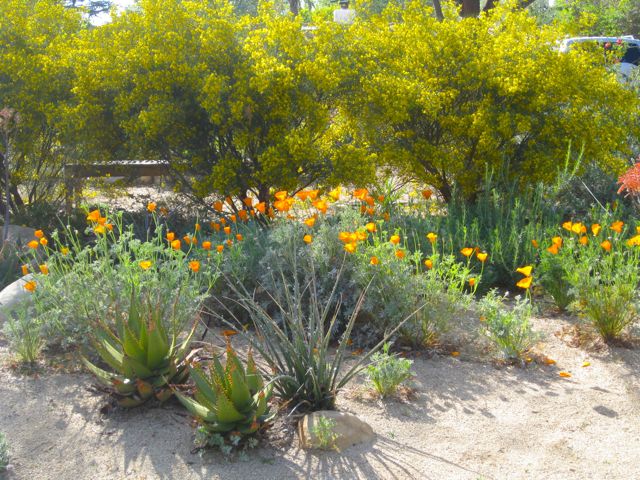 native low water plant front-garden with orange california poppies