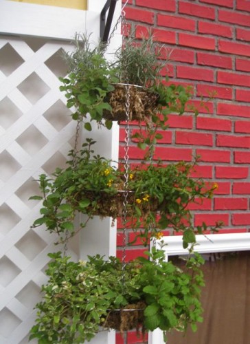 Hanging onion basket repurposed as edible garden container!