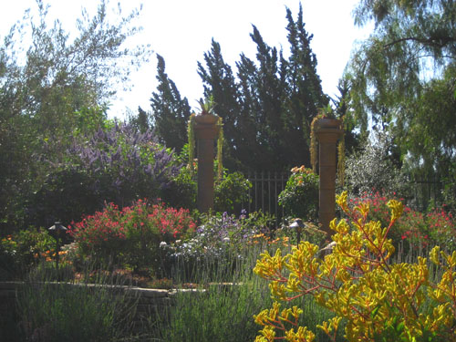Mediterranean garden design by Shirley Bovshow