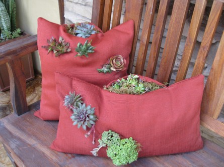 succulent planted in a pillow planter, exterior pillow