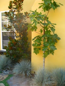 magnolia tree "little gem" and fig tree underplanted with festuca "Elijah Blue"
