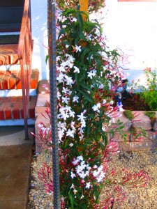 pink jasmine and hardenbergia vines